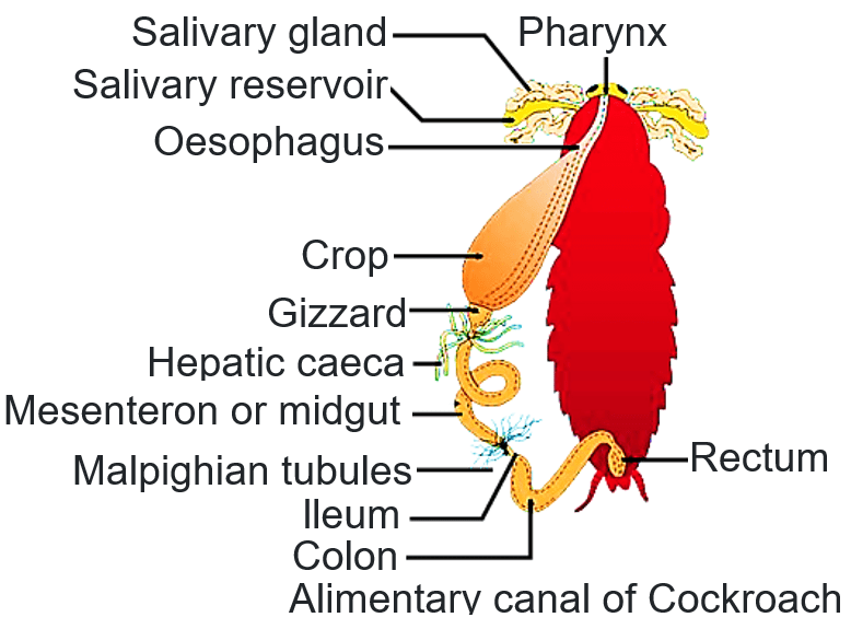 Draw a labelled diagram of the alimentary canal of a cockroach.