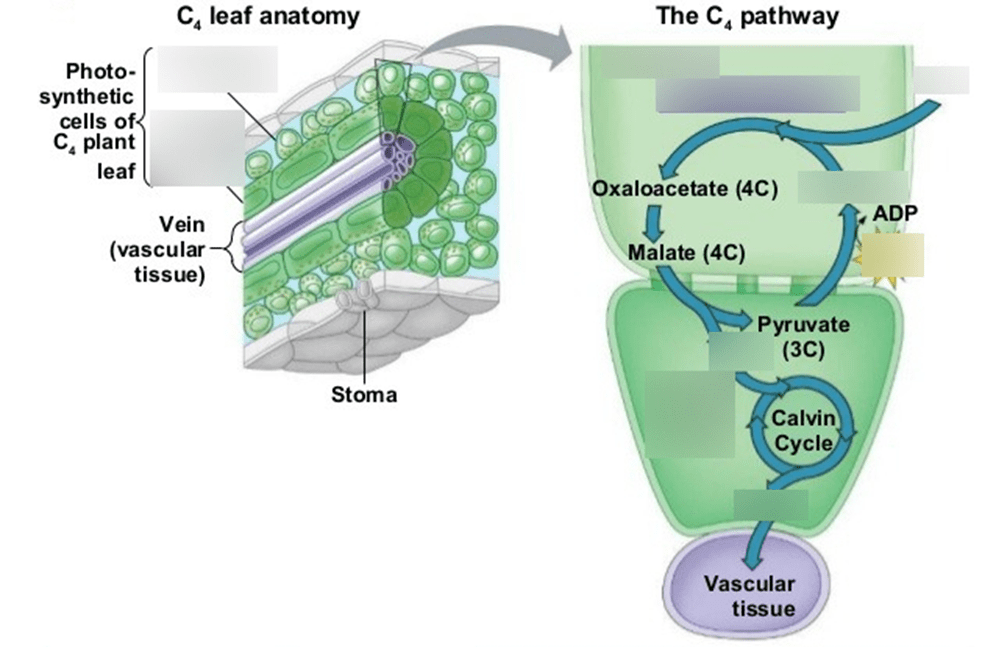 If bundle sheath cells of the C4 plants are infected by an organism