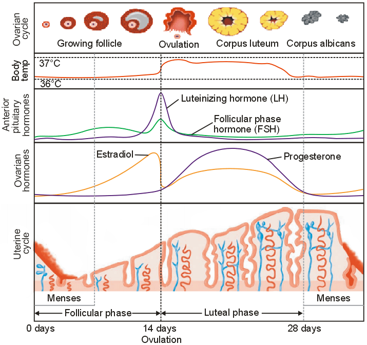 Sketch the labeled diagram : Menstrual cycle