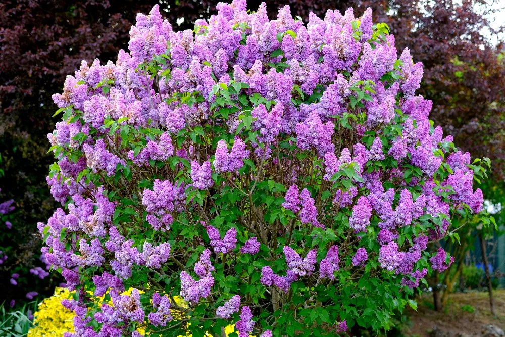 Lilac bush in a garden