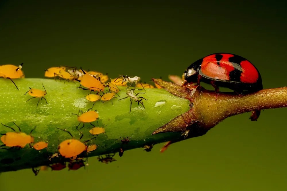 lady bug looking at aphids