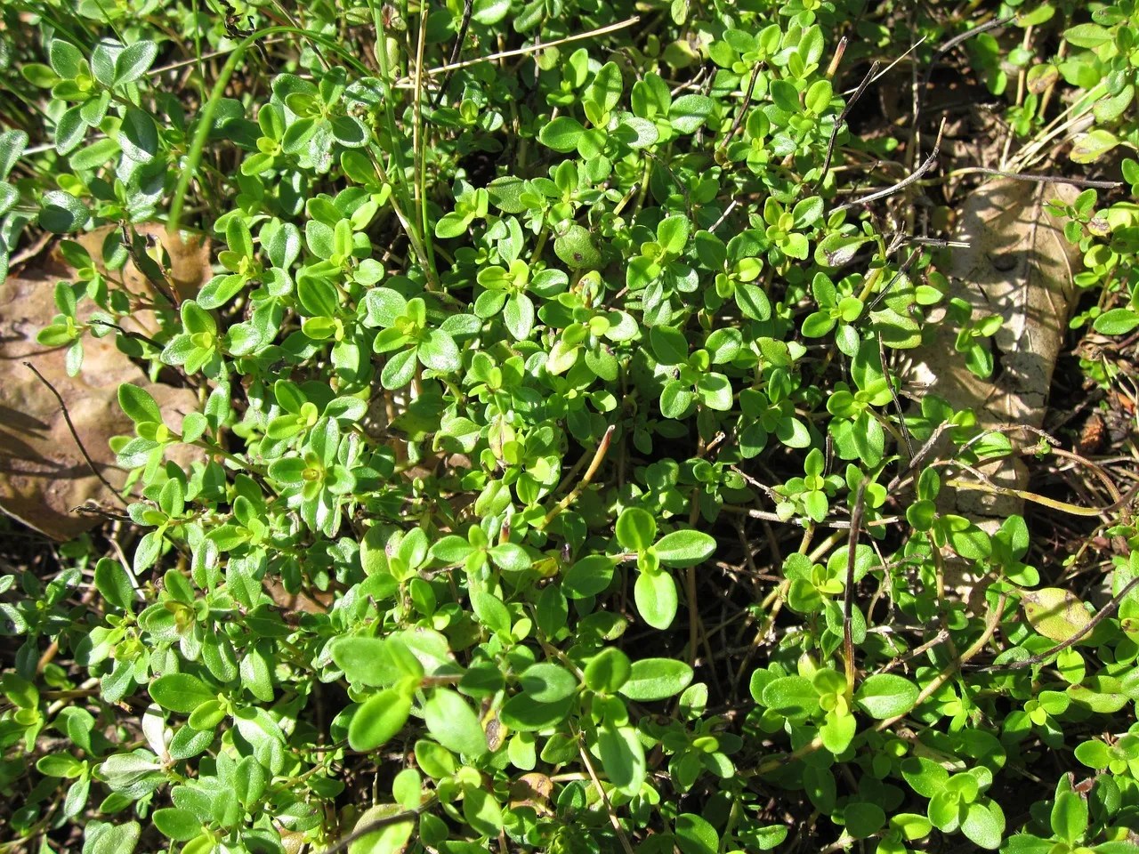 6 Plants That Repel Cats From Your Garden