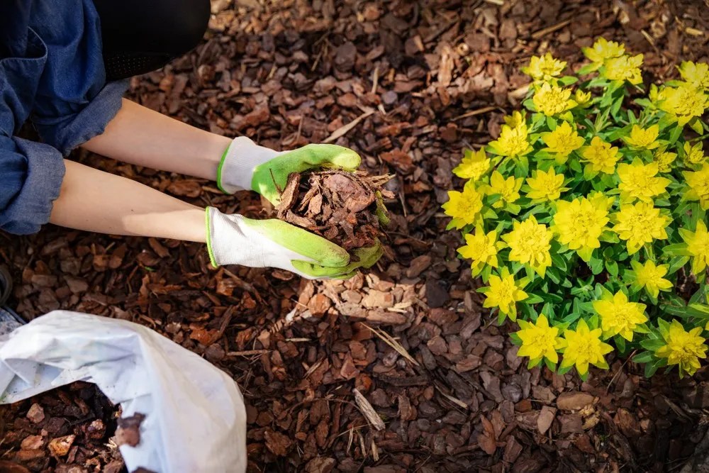 Mulch in flowerbed