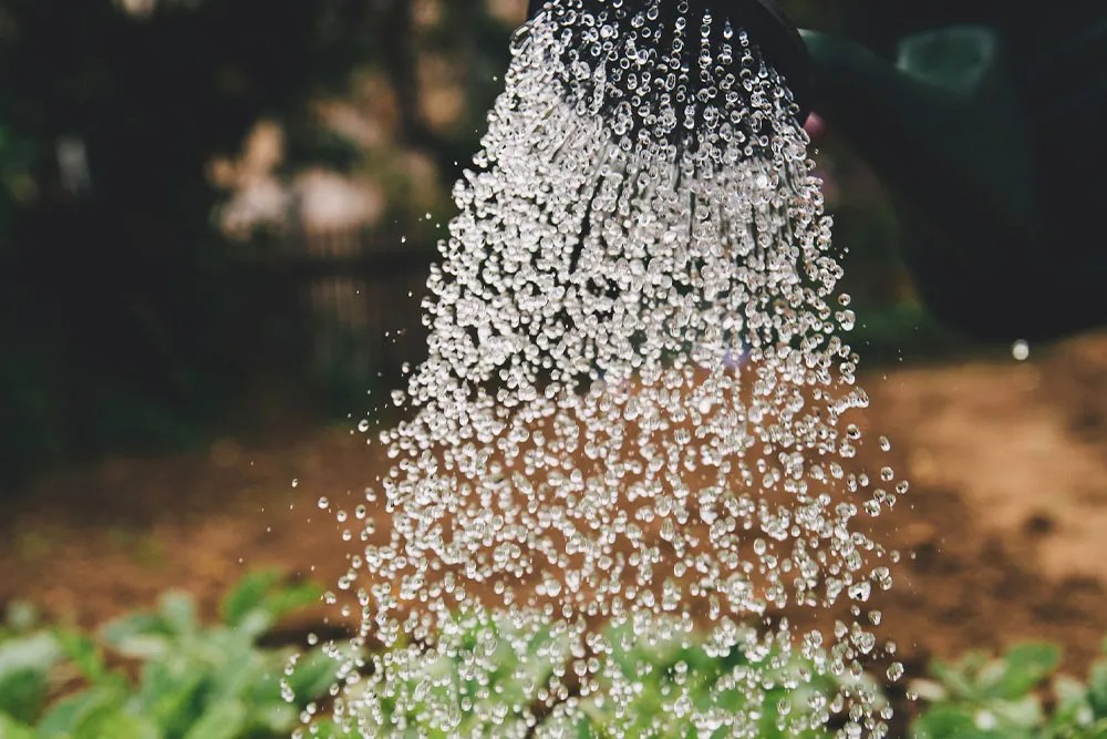 A watering can watering green plants, focus on the water.