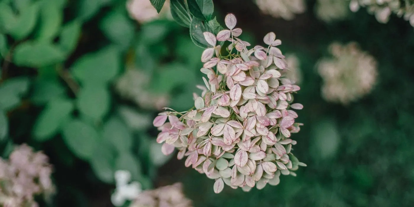 A Complete Guide to Quick Fire Hydrangeas
