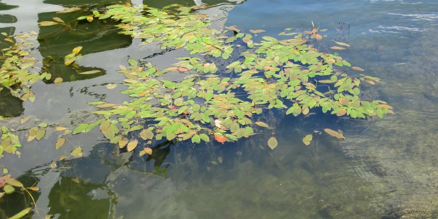 pondweed
