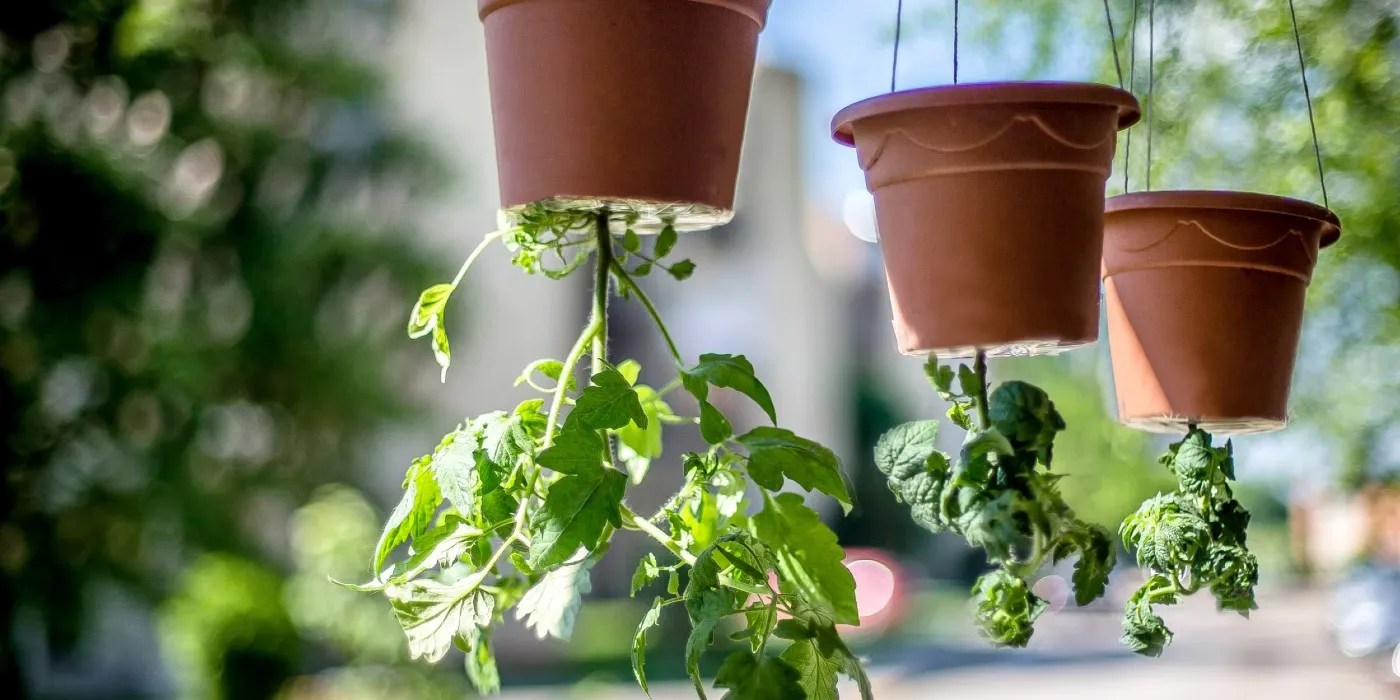 upside-down tomatoes in red pots