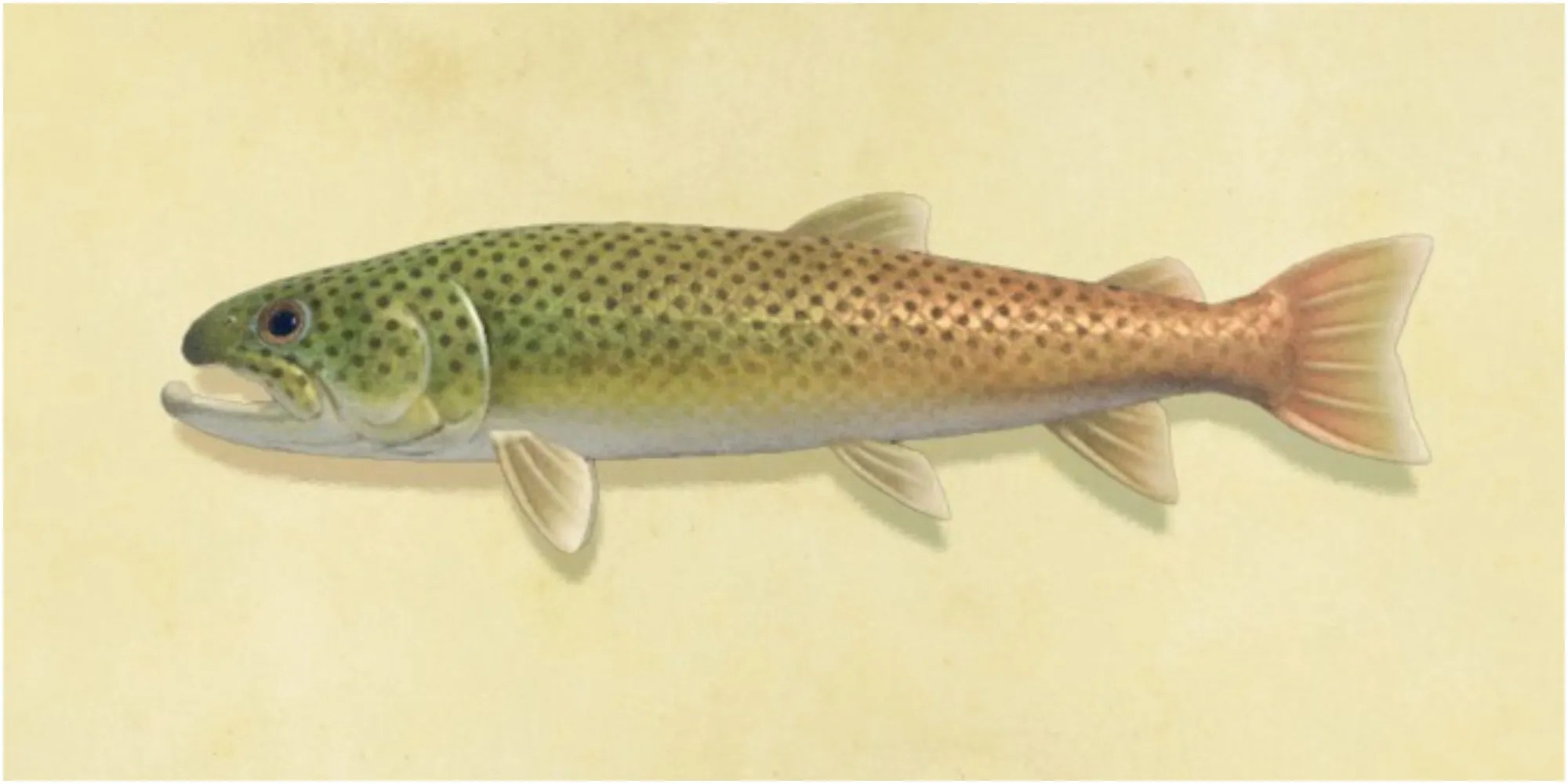 Most Expensive Fish in Animal Crossing New Horizons