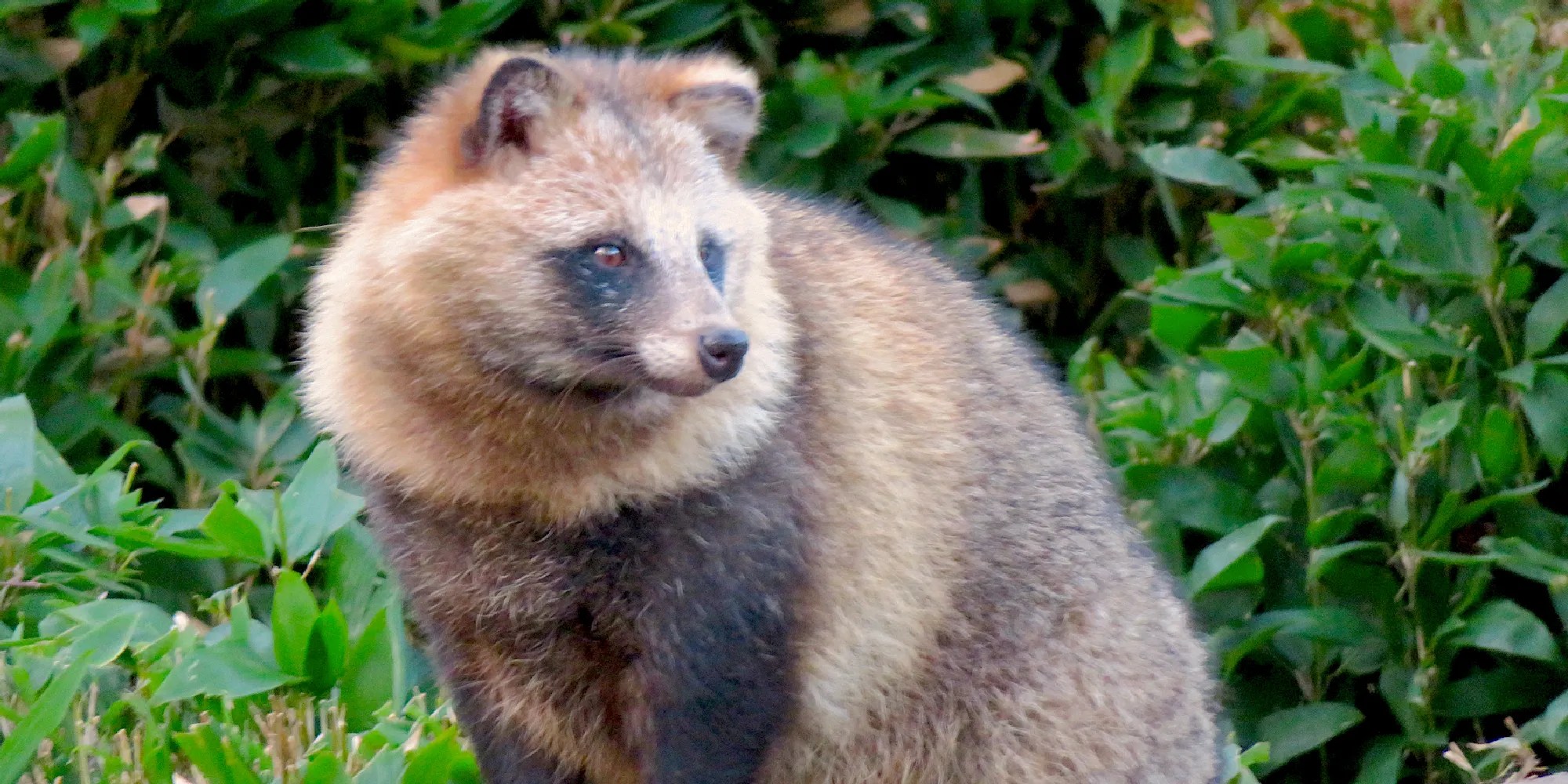 A Japanese raccoon dog standing in front of bushes