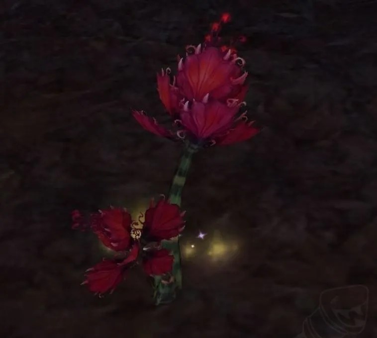 talandras rose