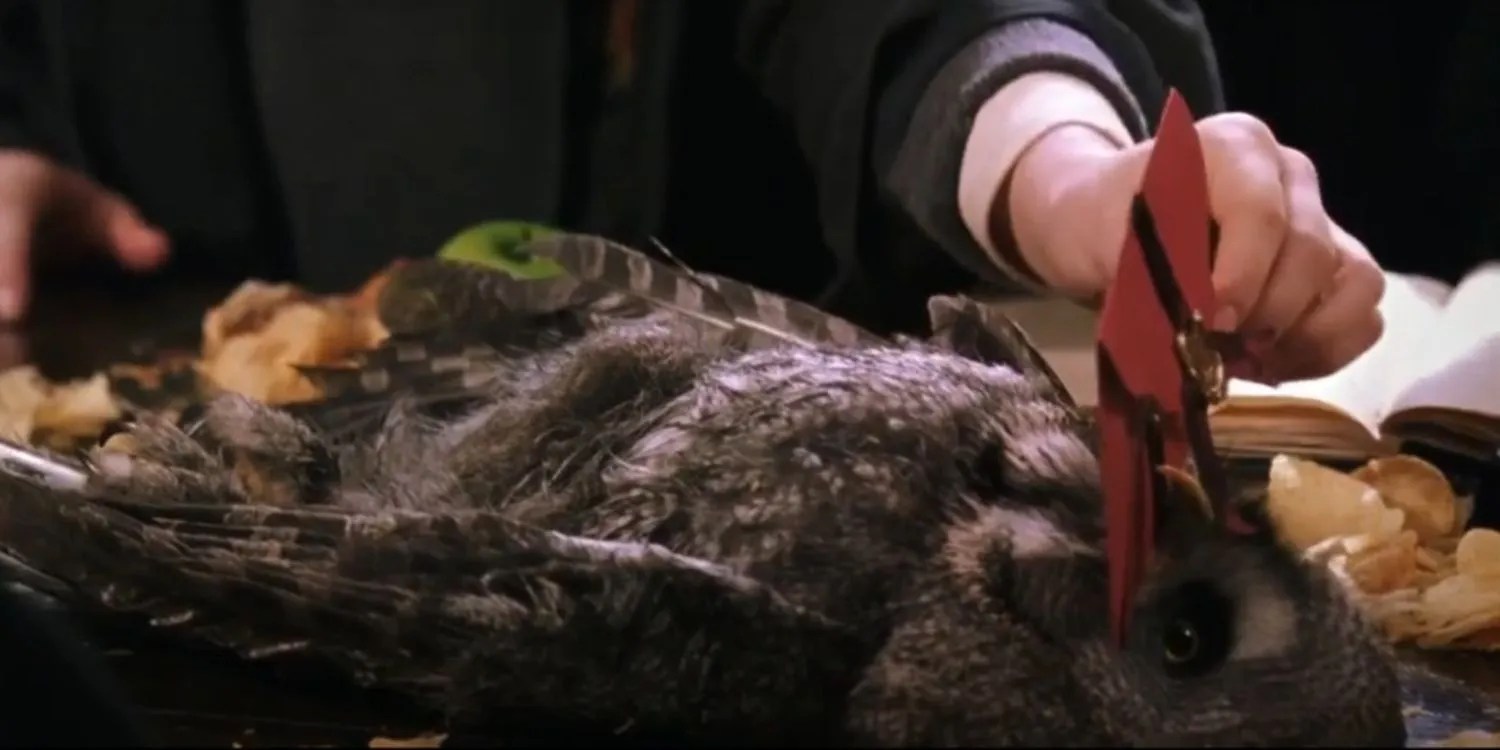 Best Pets In Harry Potter