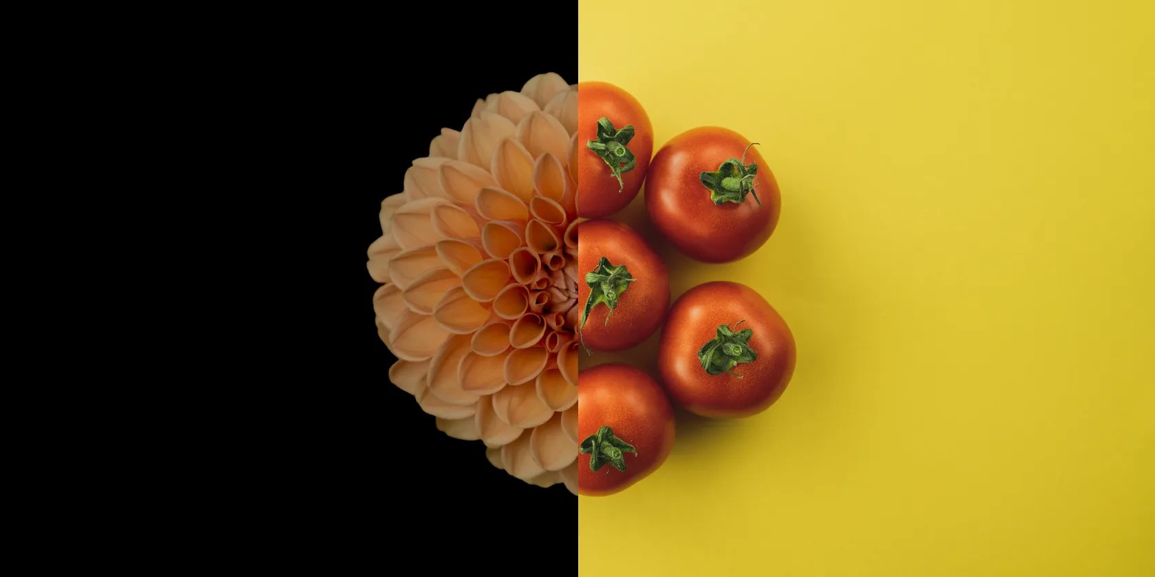 A split photo: one half yellow flower on black, the other half a bunch of tomatoes on yellow.
