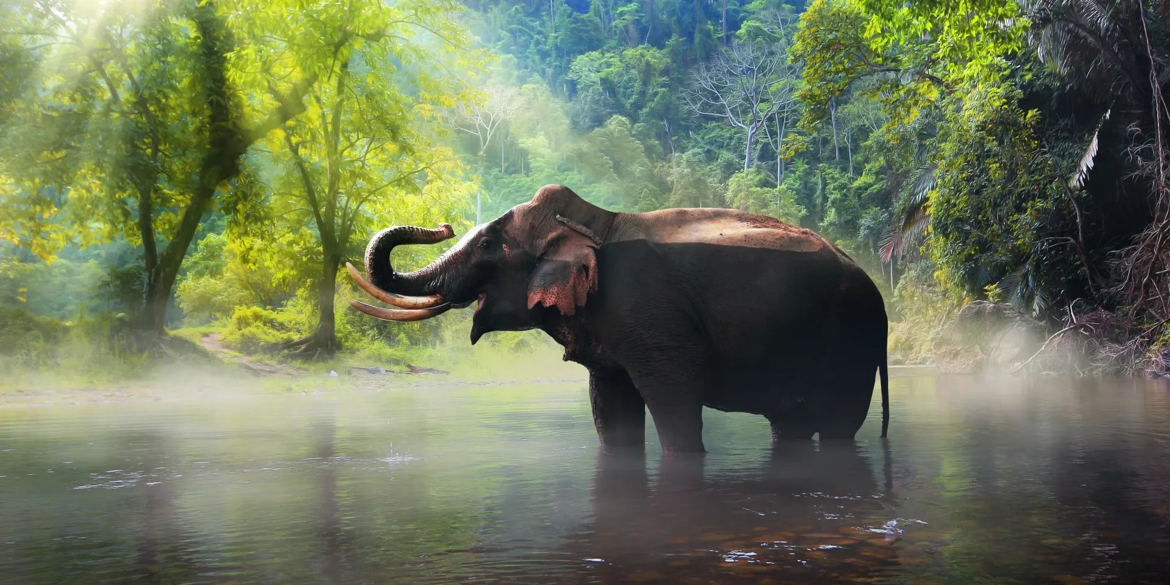 elephant in forest
