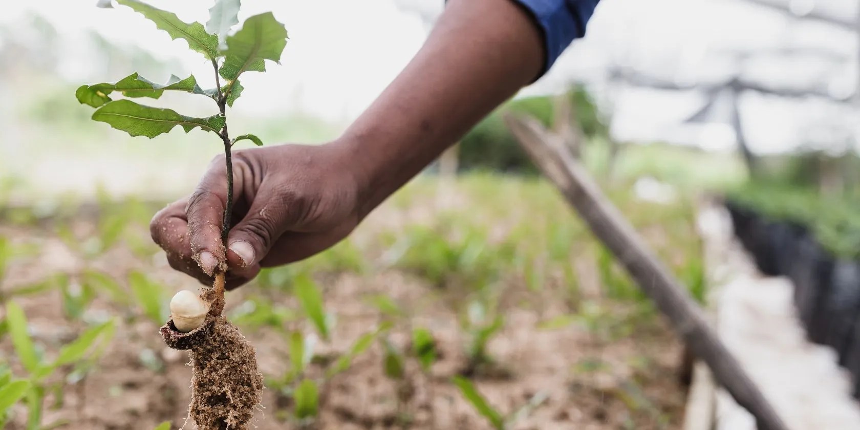 A hand holding a tree seedling