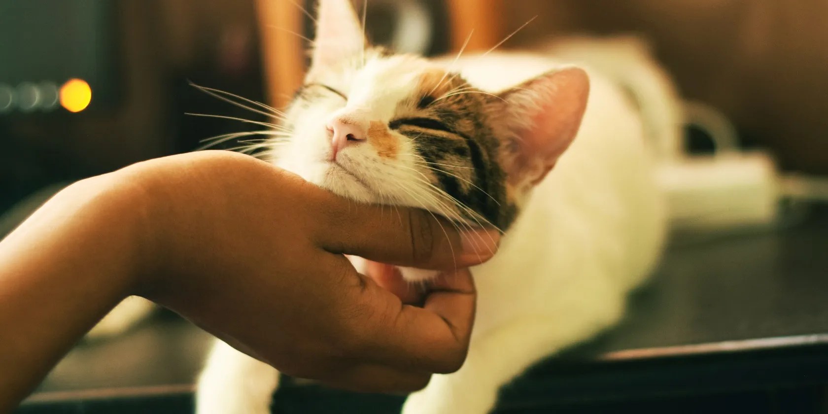 Hand touching a cat