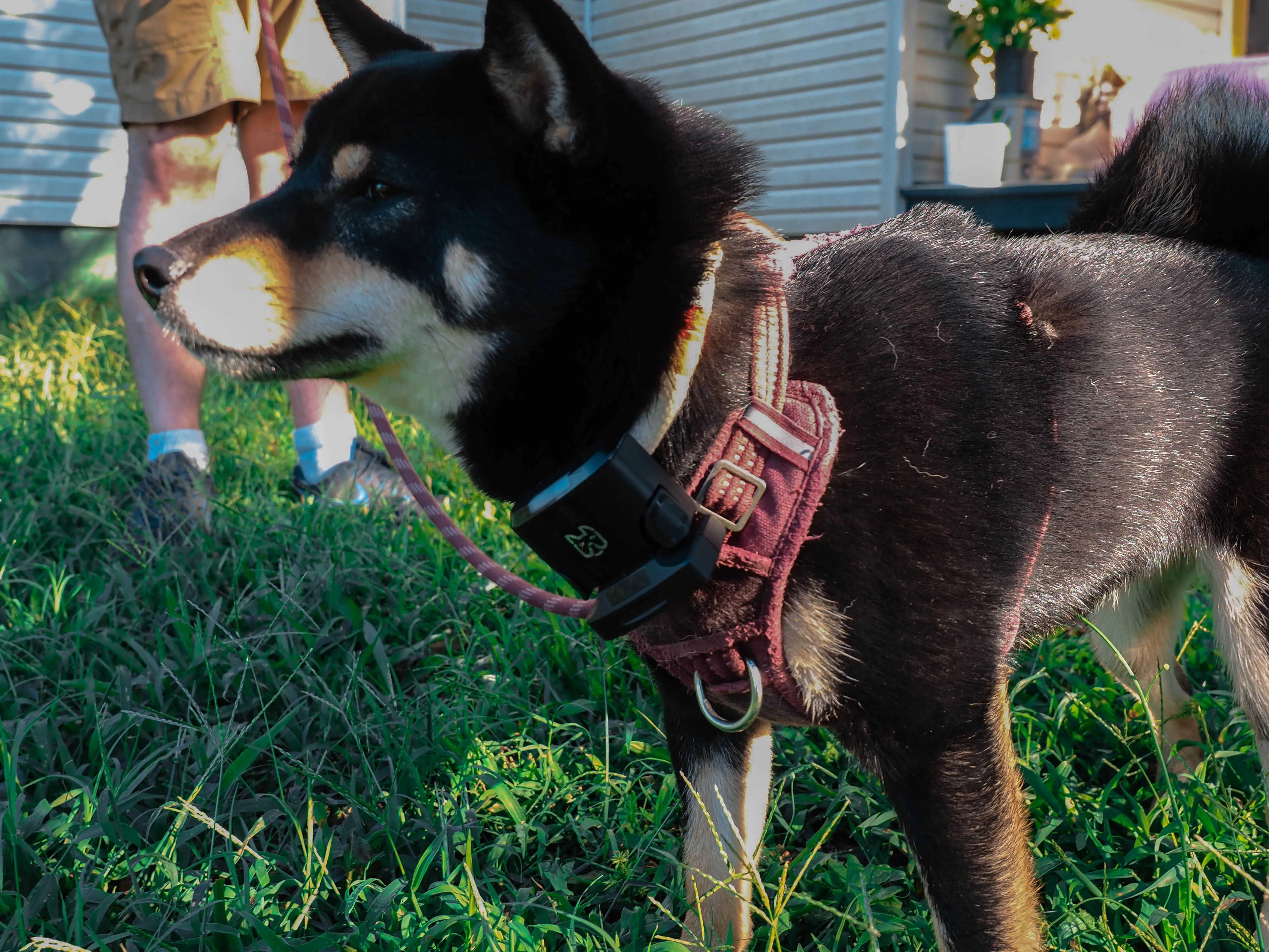 Wagz Freedom Smart Dog Collar Review: Shock-Free Geofencing for Your Dog