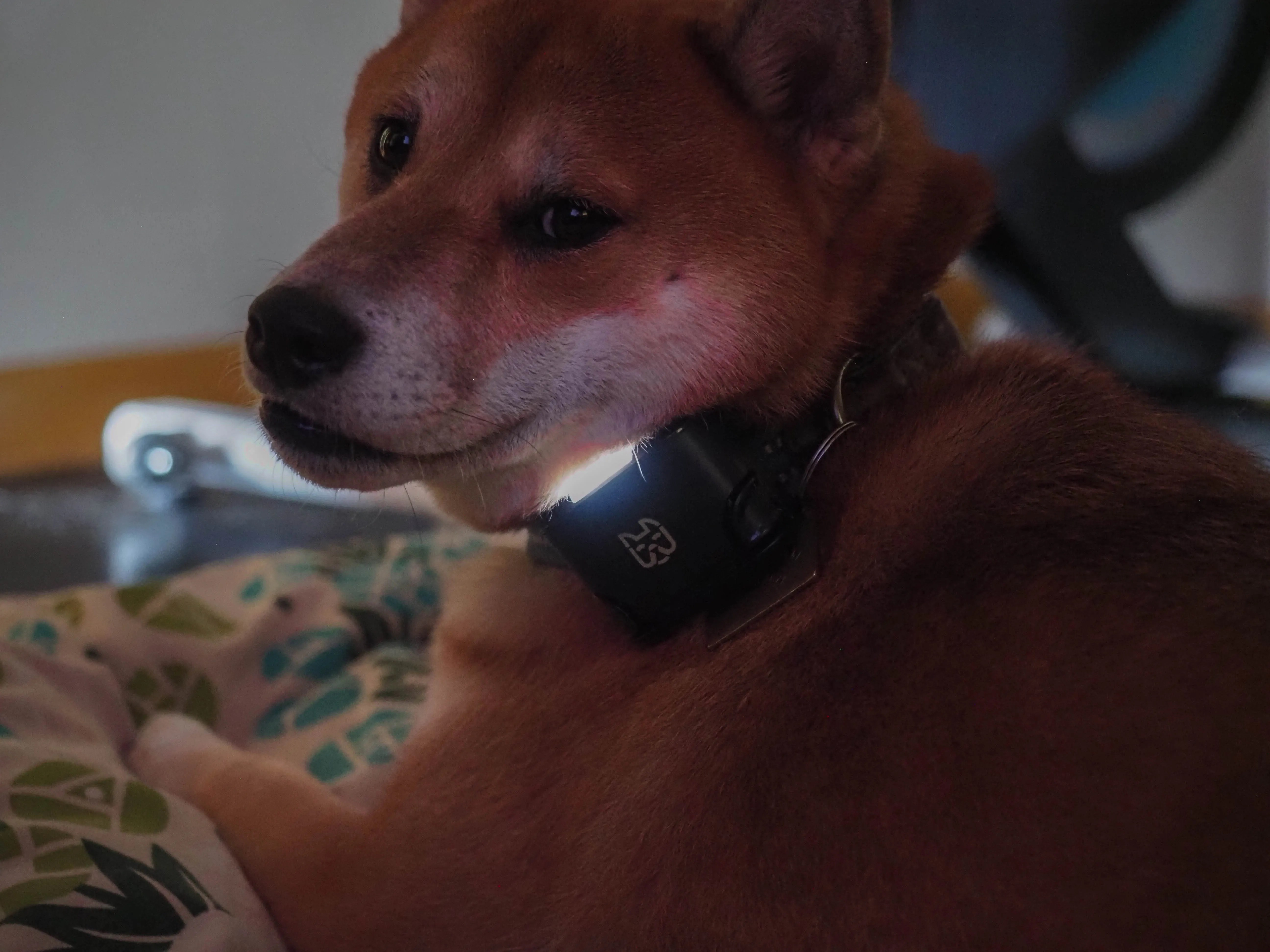 Wagz Freedom Smart Dog Collar Review: Shock-Free Geofencing for Your Dog