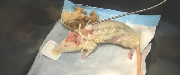 PETA Urges Pentagon to Stop Foreign Animal Testing Costing M Since 2019 PETA Urges Pentagon to Stop Foreign Animal Testing Costing M Since 2019