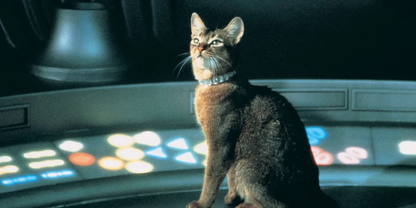 10 Best Cat Movies To Watch If You Loved Stray