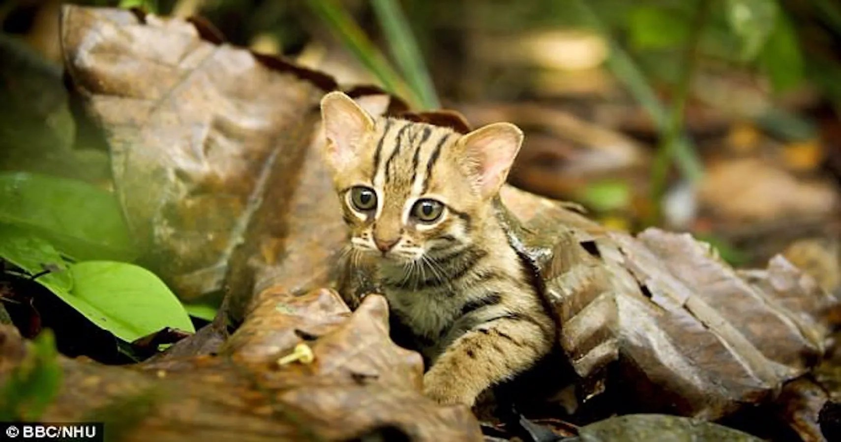 Worlds Tiniest Wildcat Could Fit In The Palm Of Your Hand Free