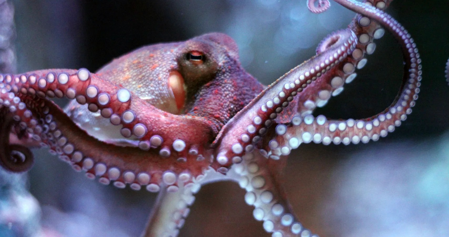 WATCH Baby Octopus Changes Color After Hatching TheThings