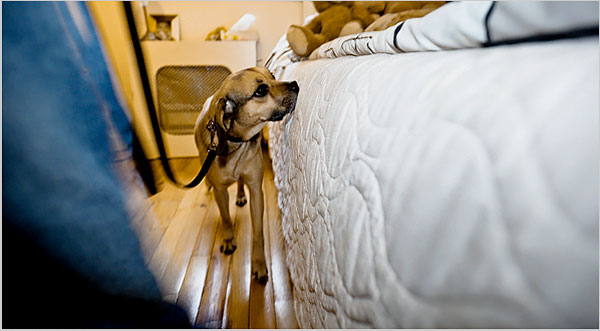 A New Breed of Guard Dog Attacks Bedbugs The New York Times