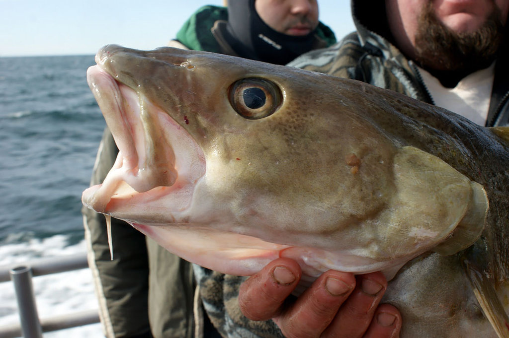 Optimizing a Trip for Codfish by Cooking the Heads The New York Times