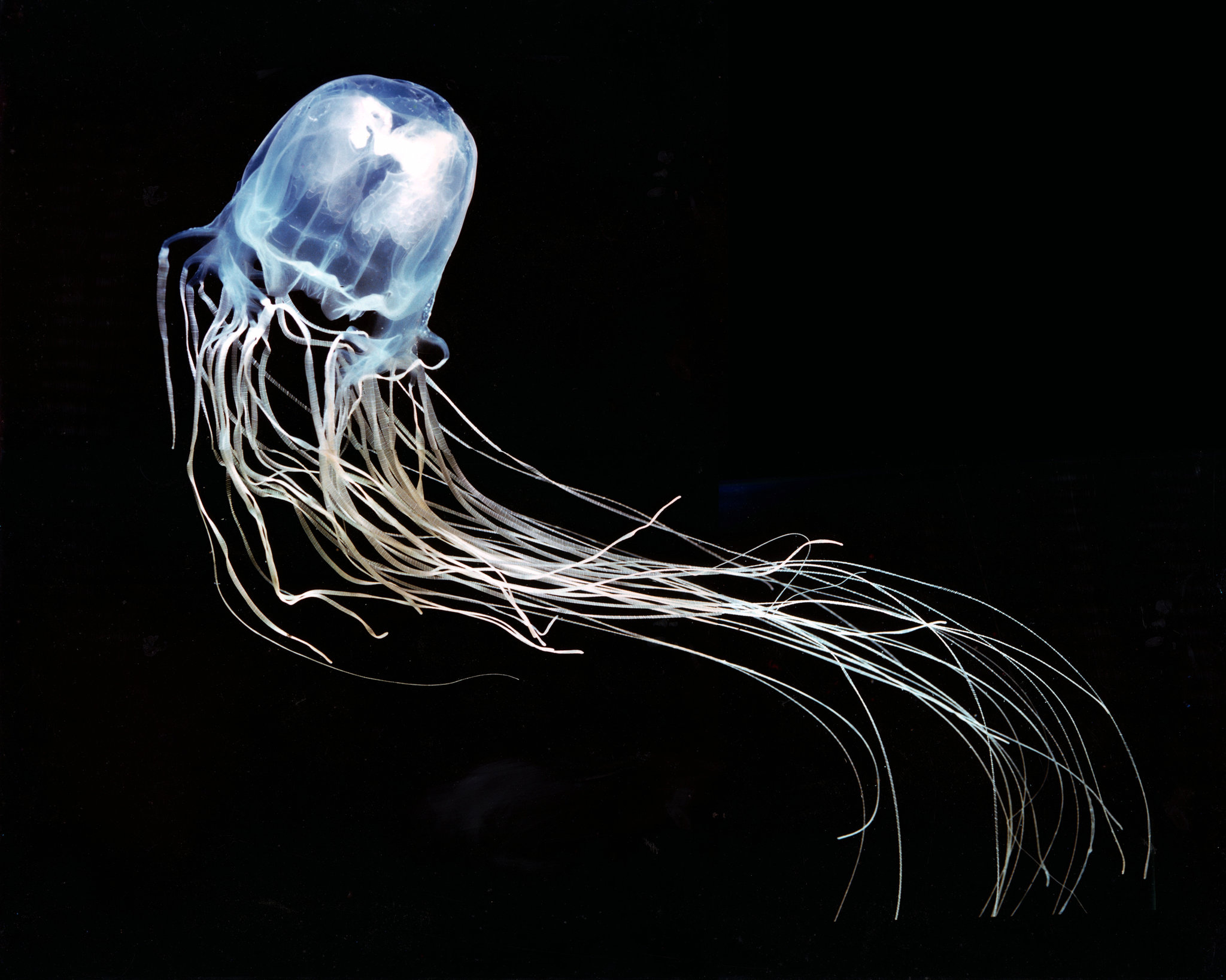 Zinc Found Effective Against Box Jellyfish Venom The New York Times