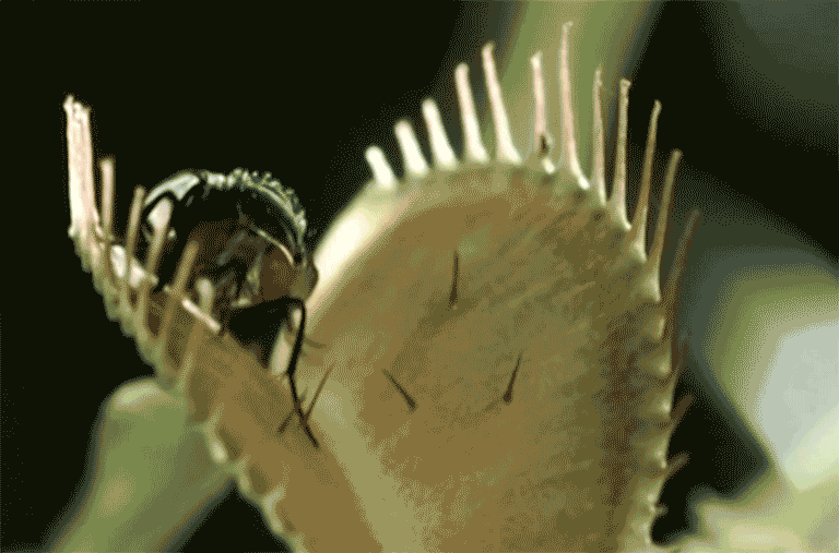 Giant Venus Fly Trap Movie