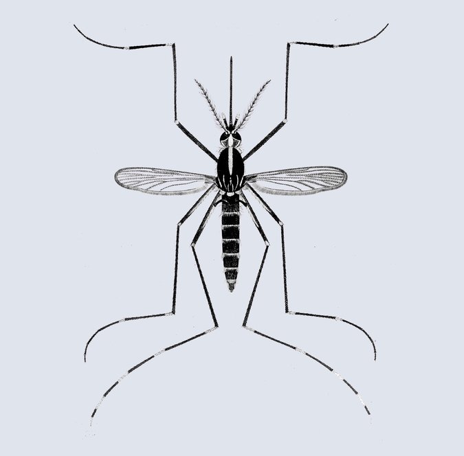 Peril on Wings 6 of America’s Most Dangerous Mosquitoes The New York