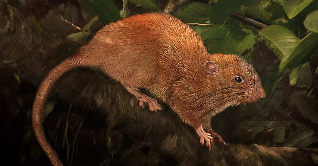 The Elusive Giant CoconutCracking Rat of the Solomon Islands The New