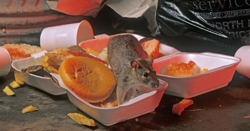 City Rats Eat Meat. Country Rats Eat What They Can. The New York Times