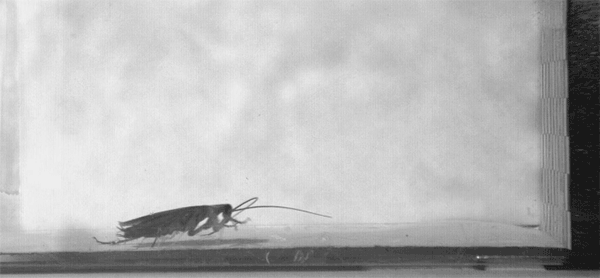 How Cockroaches Crash Into Walls and Keep Going The New York Times