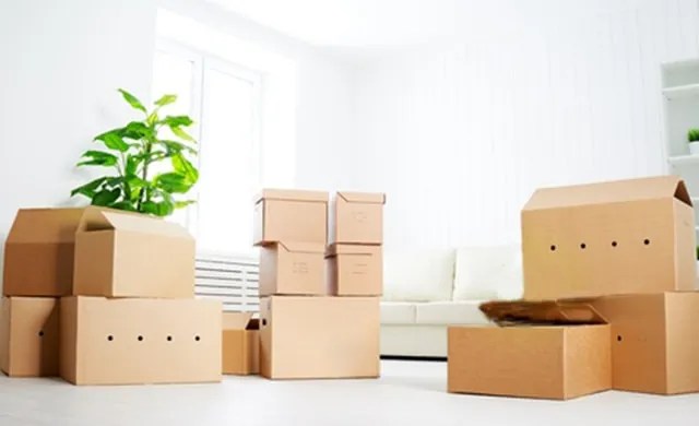 cardboard-a-geranium