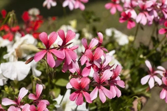seed-geraniums