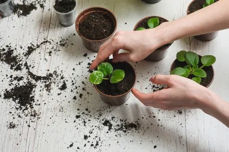 using-a-potting-soil