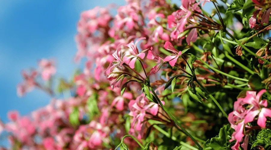 Featured Image - HOW TO KEEP GERANIUMS IN WINTER