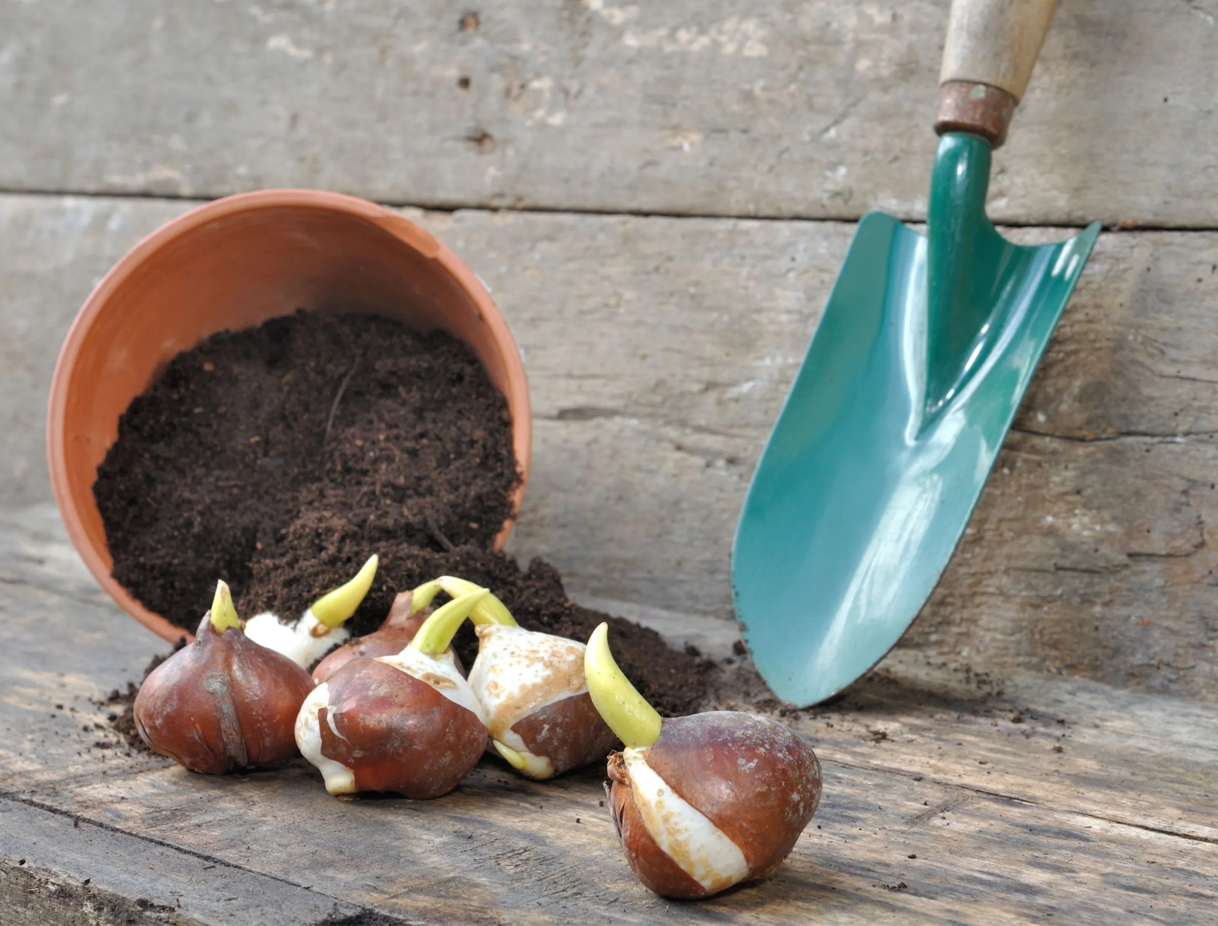 germination of tulip bulbs in a pot of potting soil overturned with a dibble