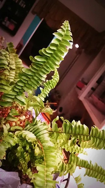 Boston Fern