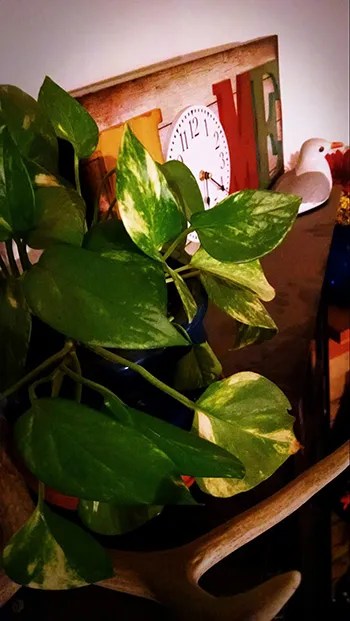 Golden Pothos
