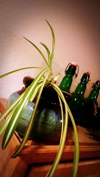 Spider Plants