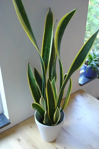 snake-plants