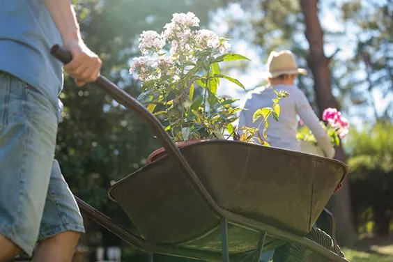 trnsporting a plant using wheelbarrow