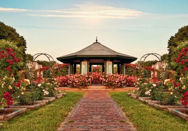 Formal Rose Garden