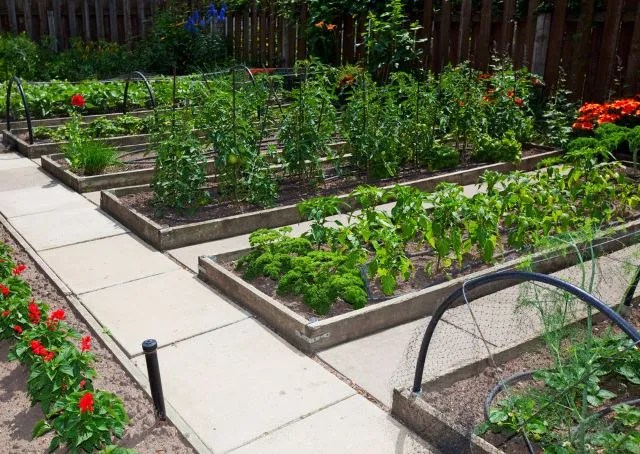 Raised Beds