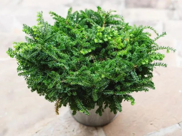 Japanese Yew
