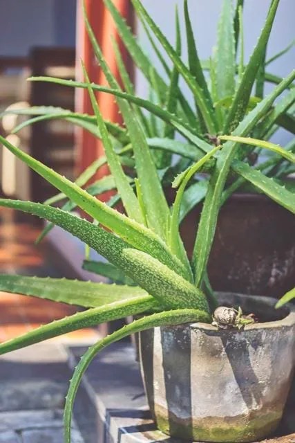Planting Aloe Vera