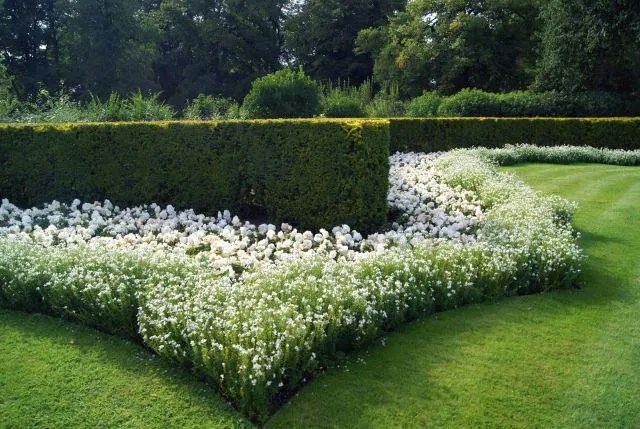 Unique Hedge Design