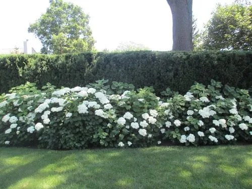 Hedge Bushes