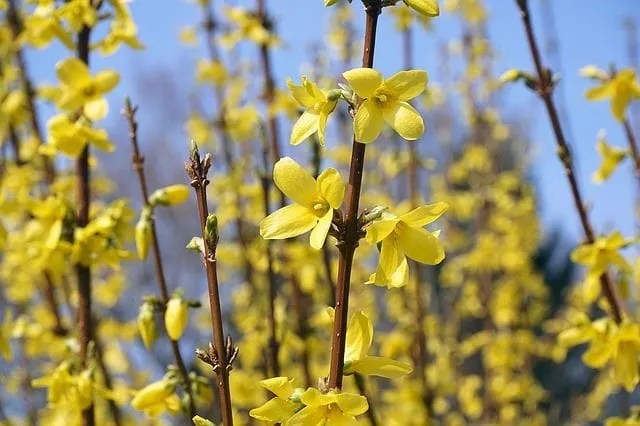 Forsythia